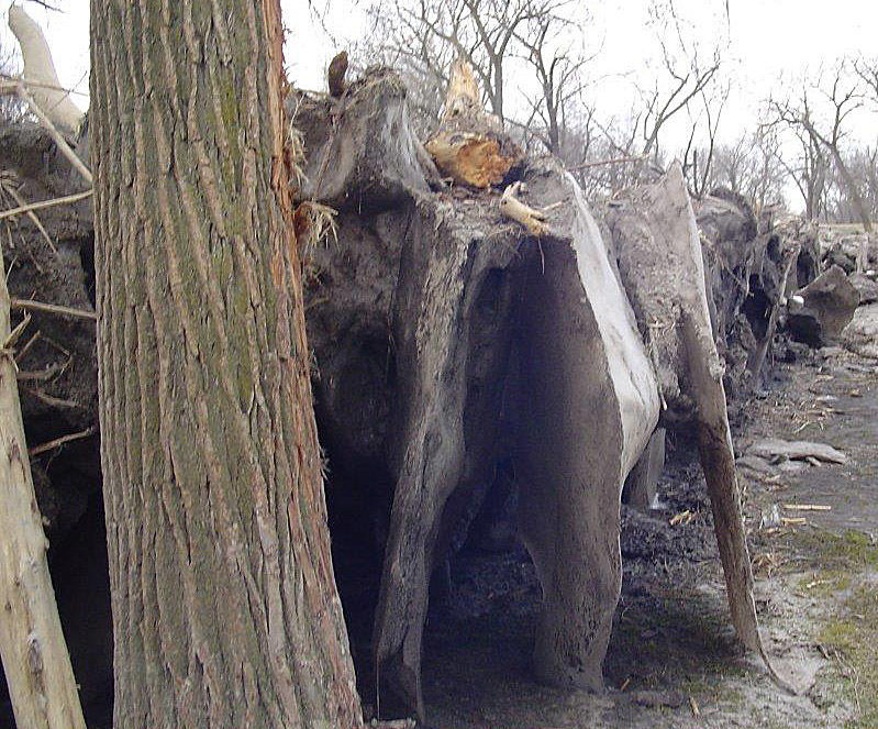 Quail run inching back to life Local