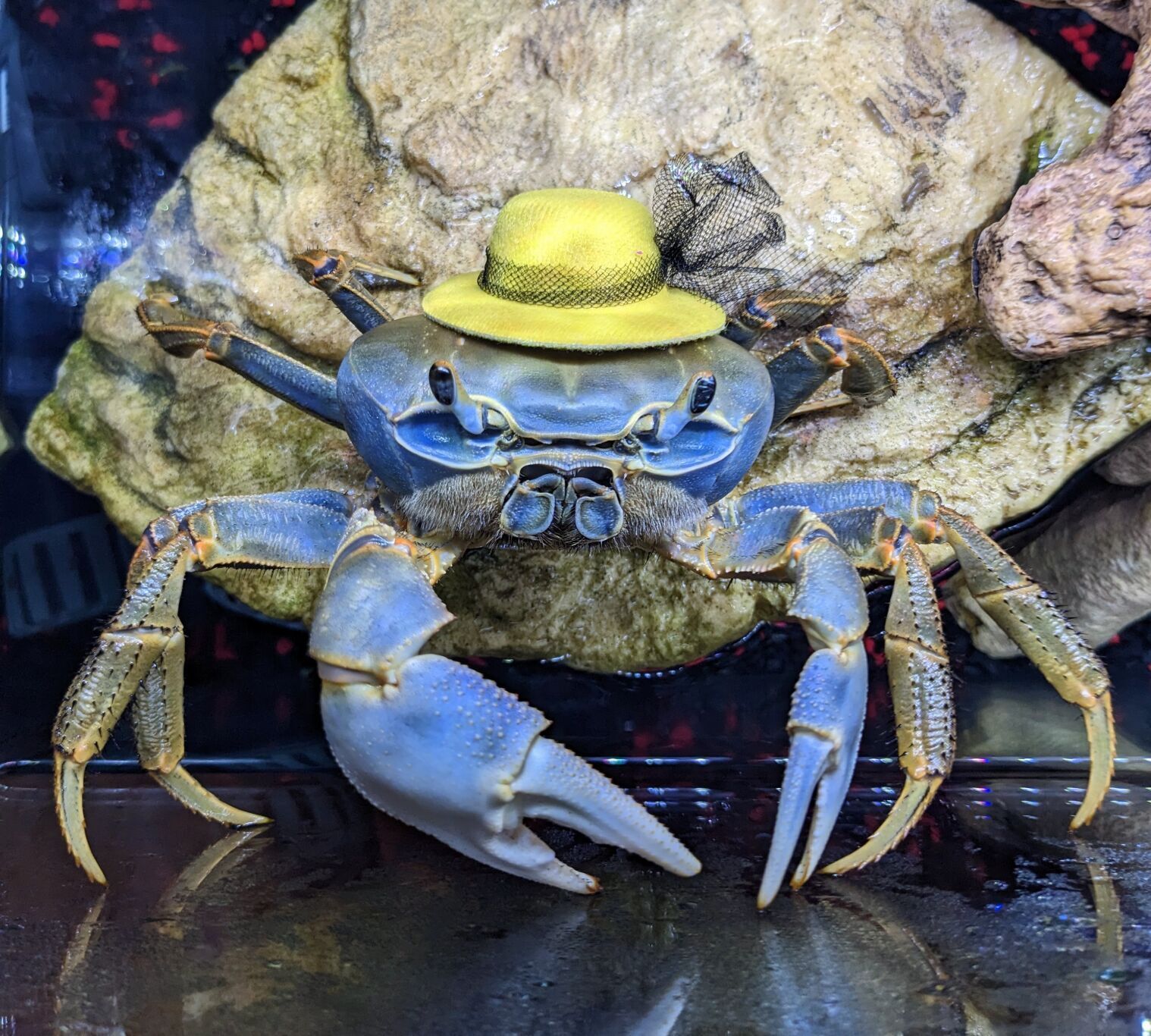 Omaha woman s love story with a hat wearing crab named Howie