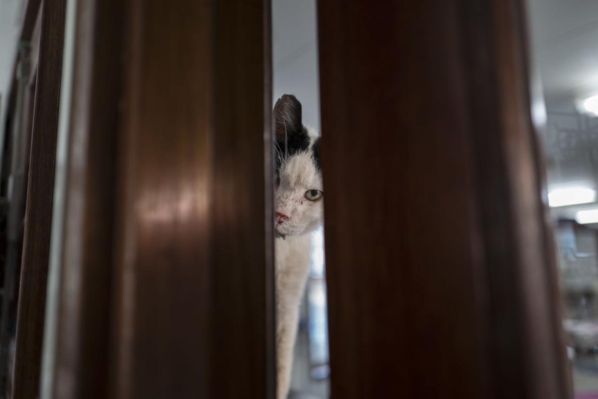 Netherlands Boat For Cats Photo Gallery