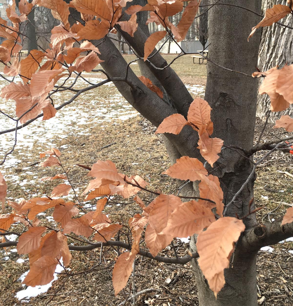 Winter Persistent Marcescent Local News Columbustelegram Com