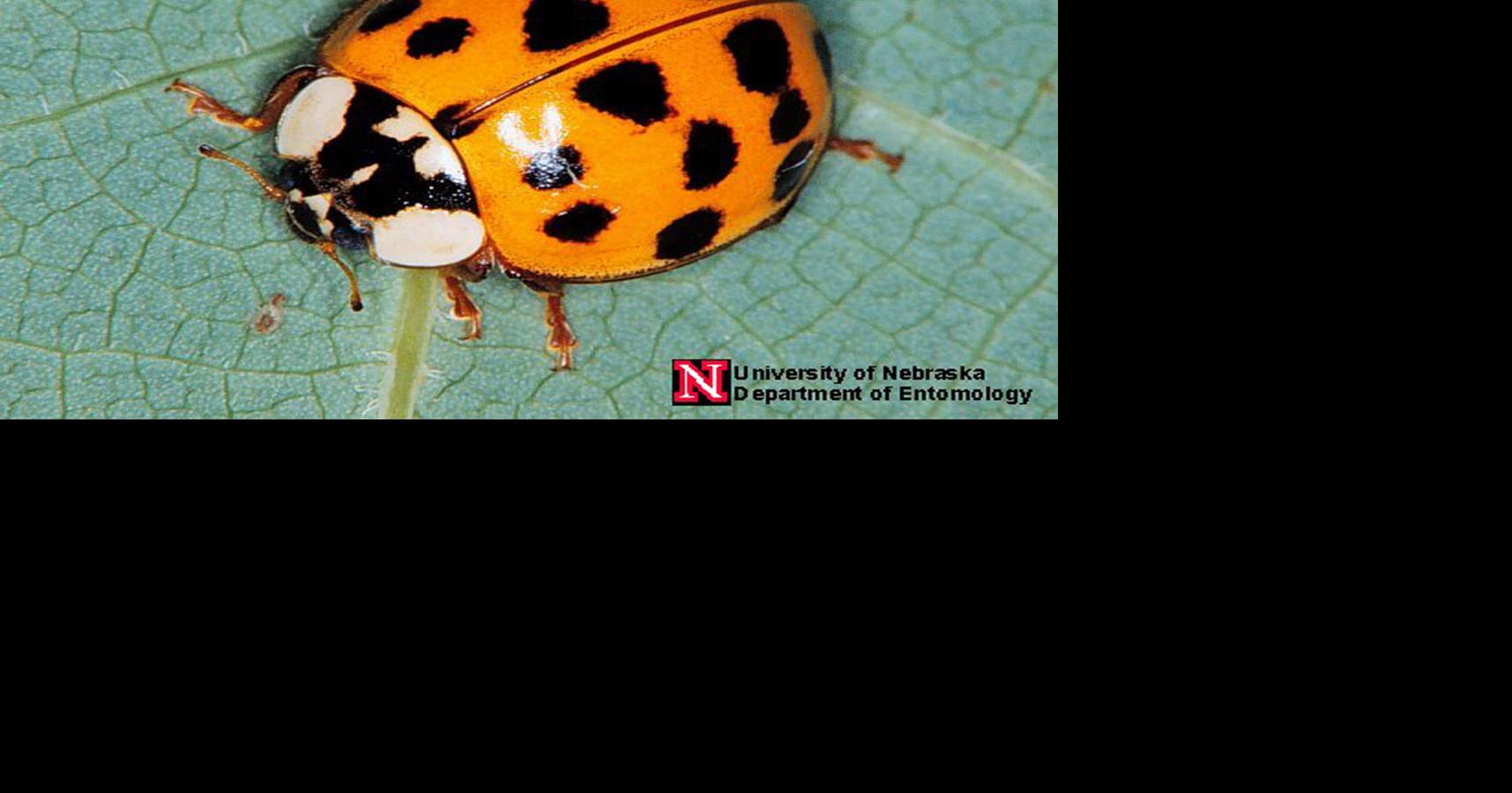 Feehan: Biting nuisance fall pests