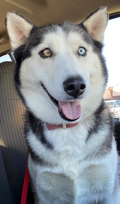 paws and claws puppies for sale