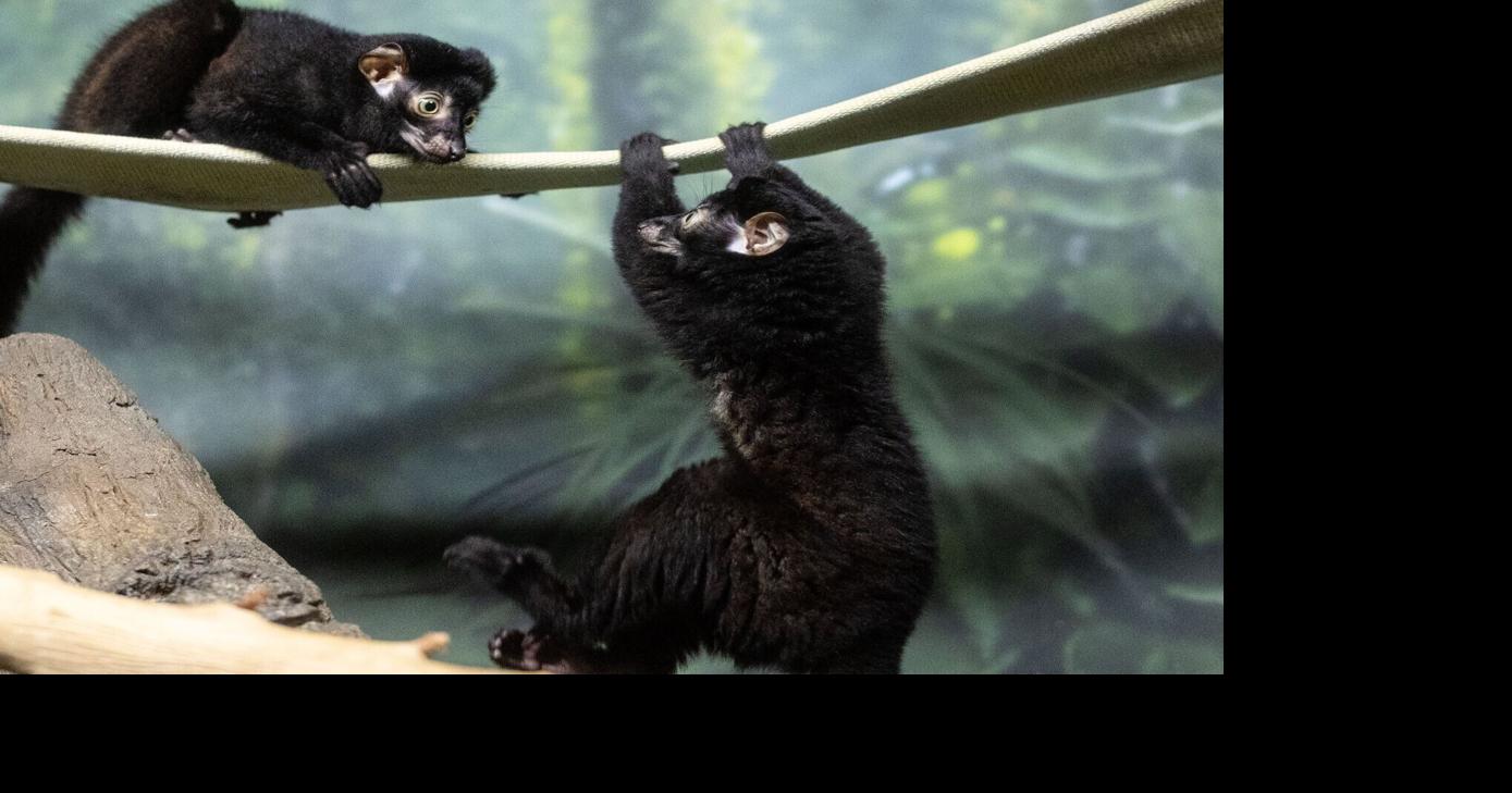 Birth of lemur twins a 'significant' moment for Omaha’s Henry Doorly Zoo