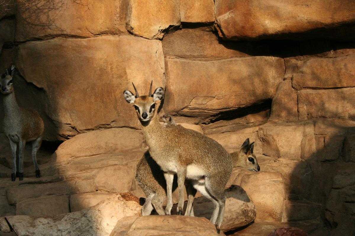 Daycation To Omaha S Henry Doorly Zoo And Aquarium National