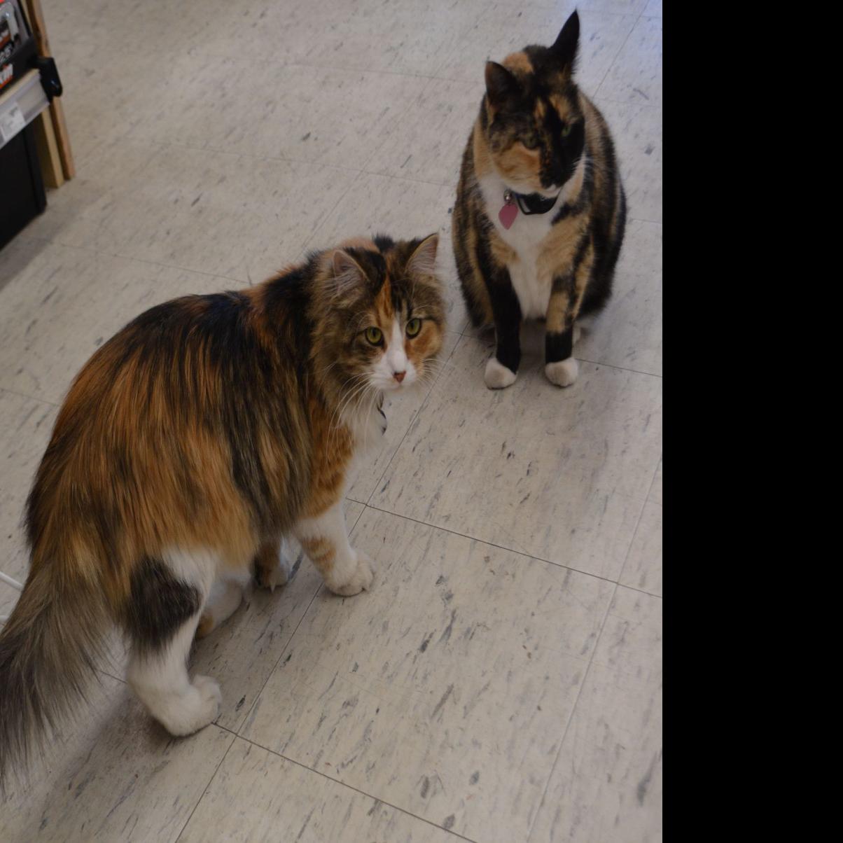 Ace Hardware S Pets Popular Among Shoppers News