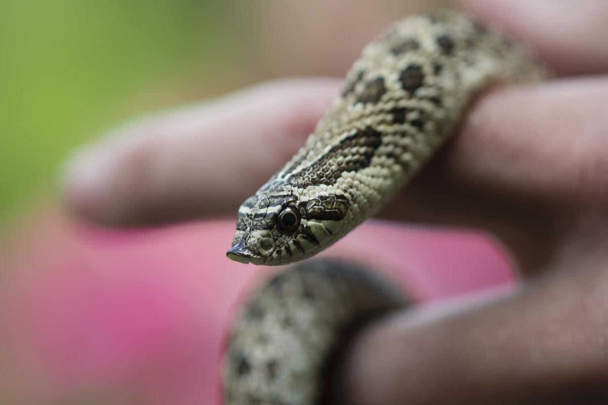 Vote to determine state reptile | Local | columbustelegram.com