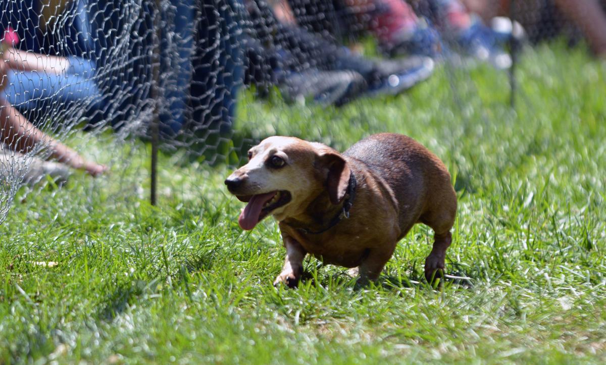 Wiener Dogs Off And Running Local Columbustelegram Com