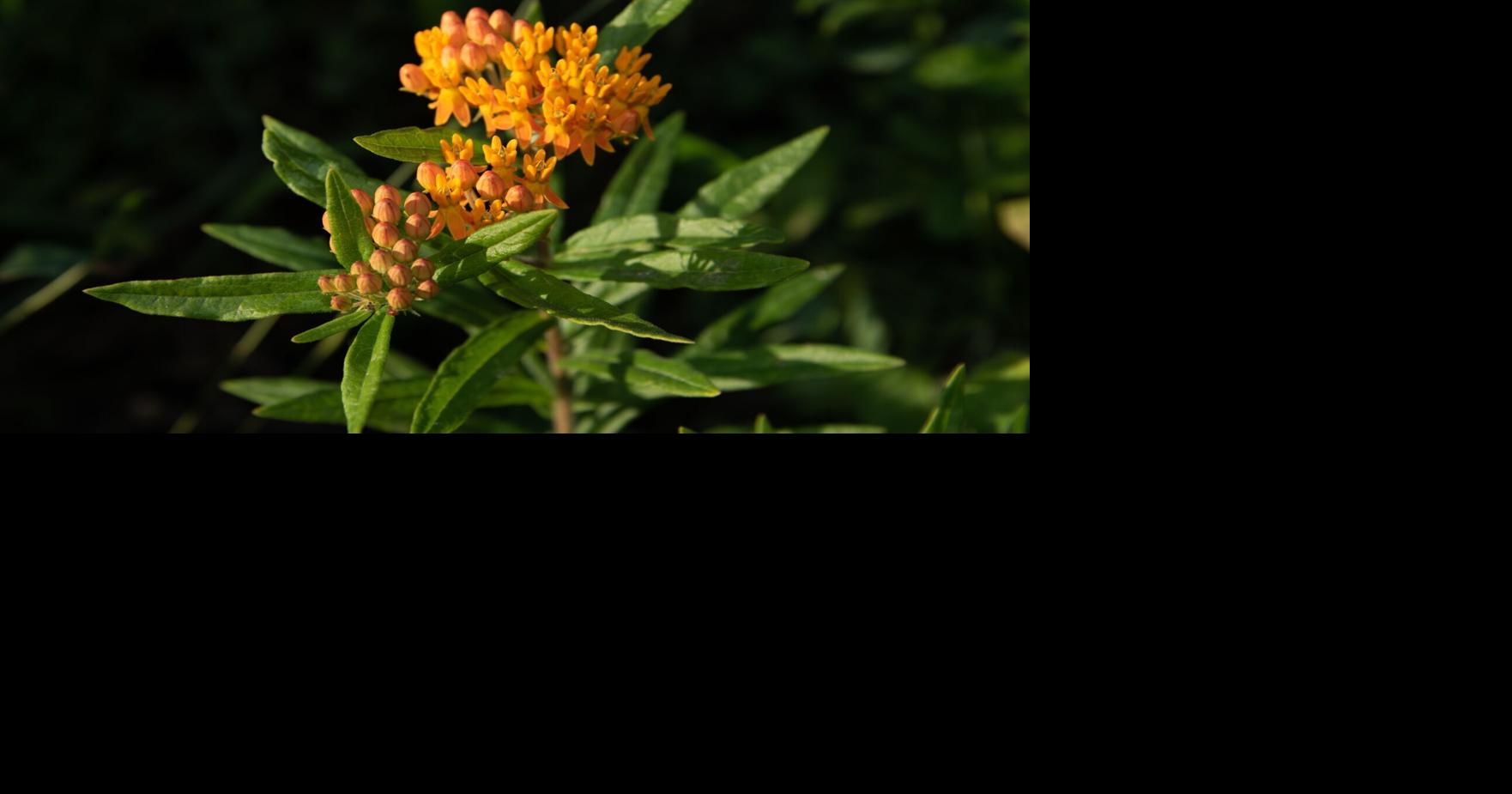 Feehan: Year of the Milkweed