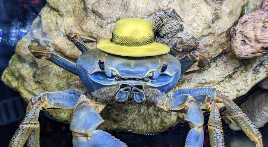 Omaha woman s love story with a hat wearing crab named Howie draws millions on social media