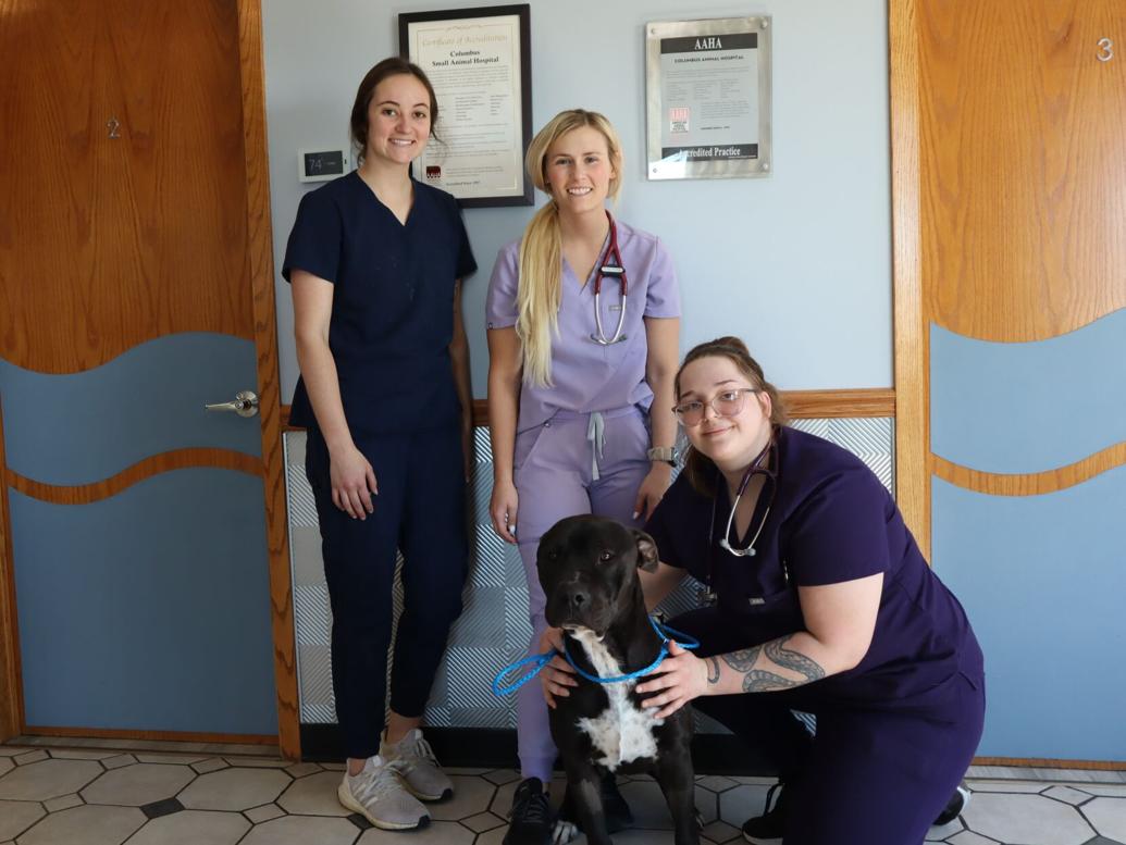 Columbus Small Animal Hospital saves paralyzed dog