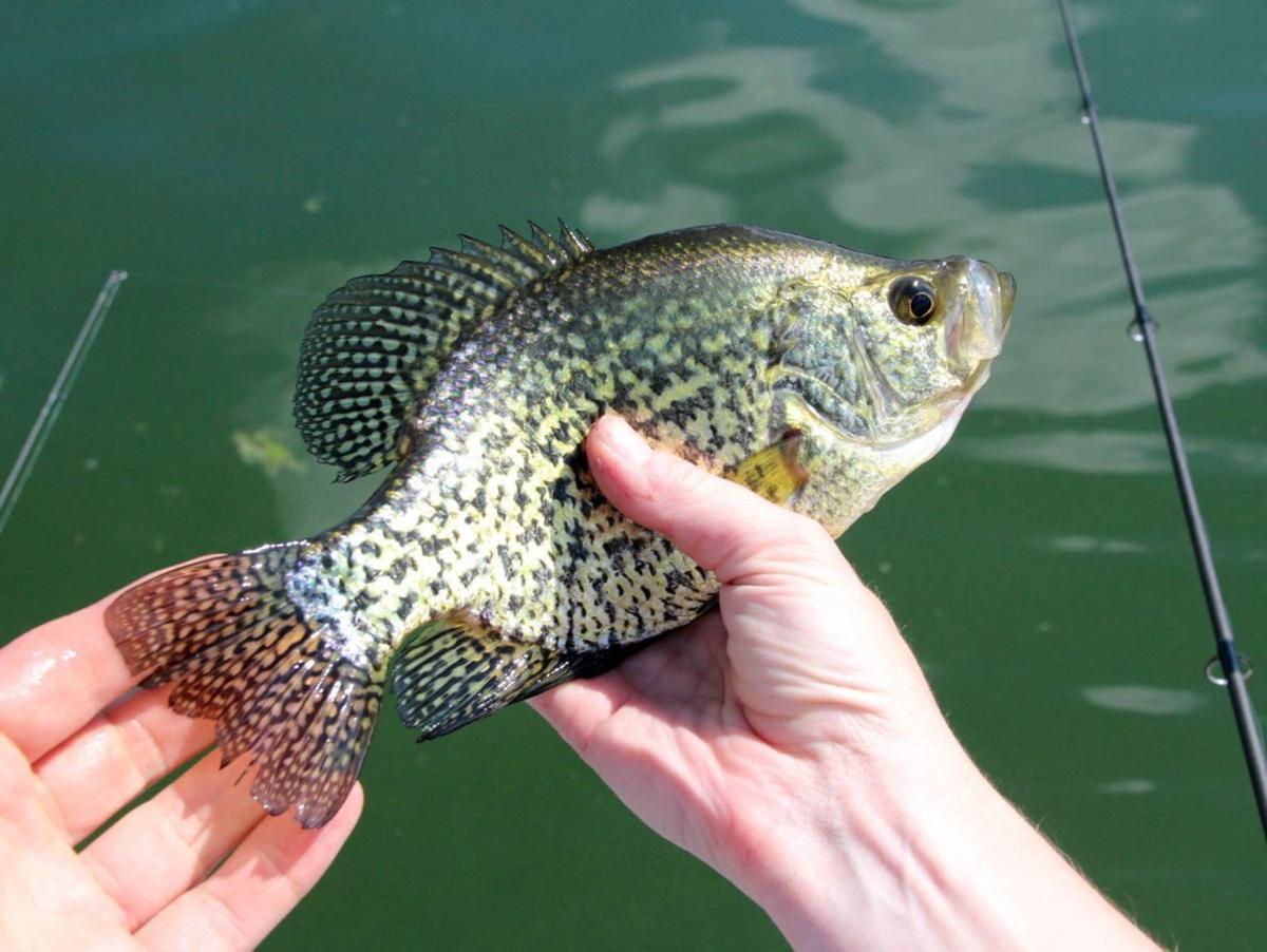 Keyes: Black crappie another variety to target