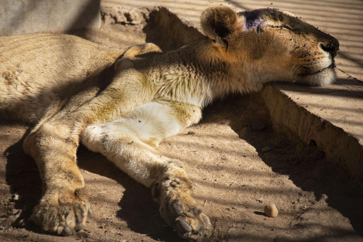 Sudan lions