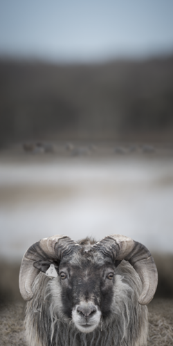 Lark Gilmer's "Reykur"