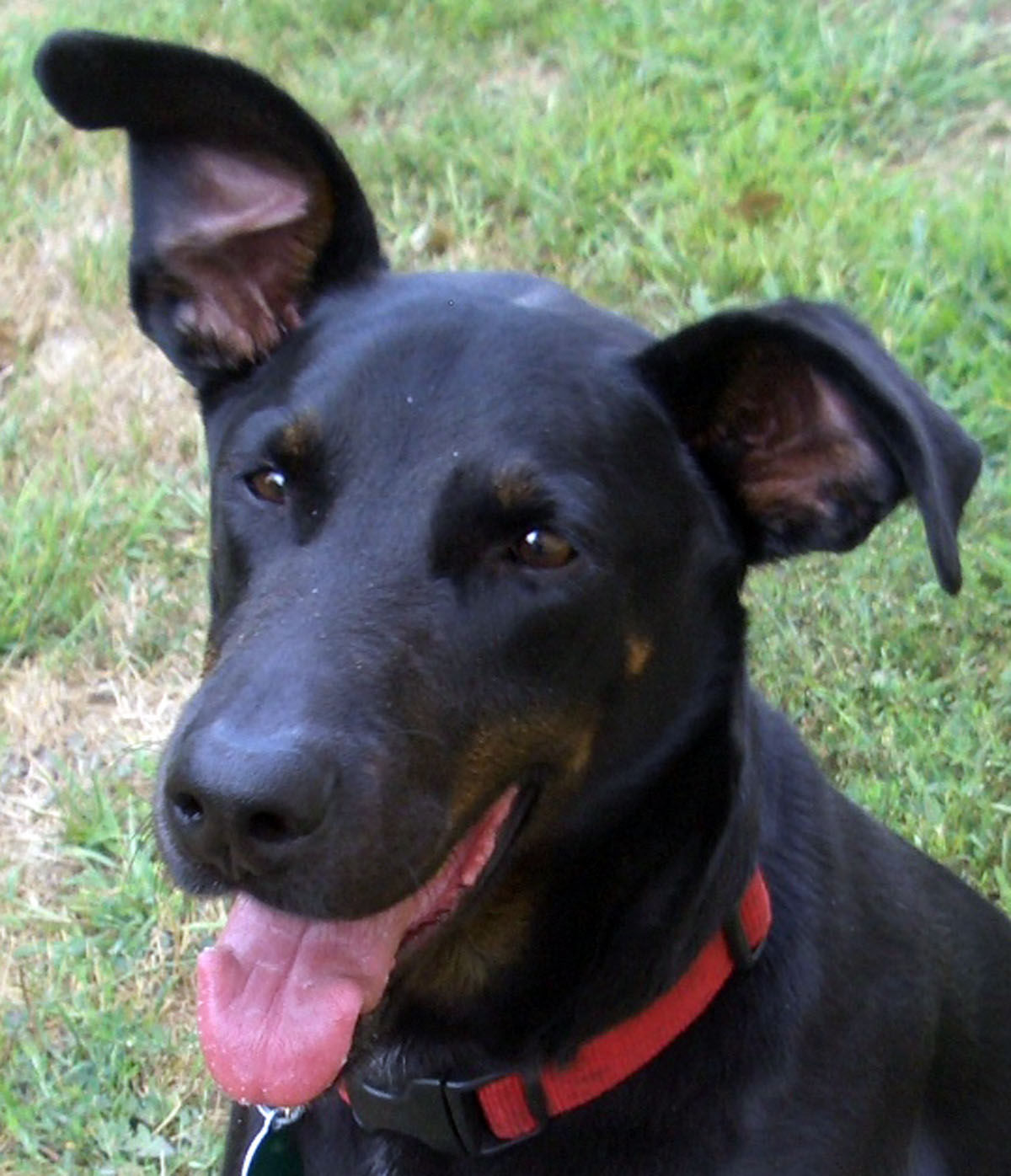 happy paws and claws