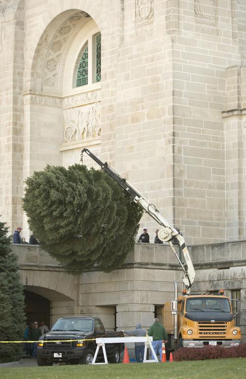 2017 Christmas tree