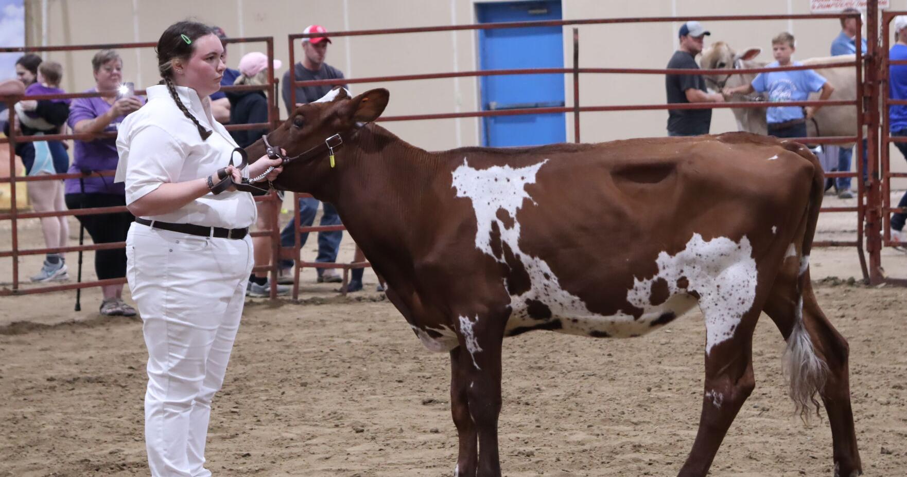 Actually, do have a cow: Cattle showmanship for 2023 Platte County Fair saw one club, some individual showmen - Vimarsana News