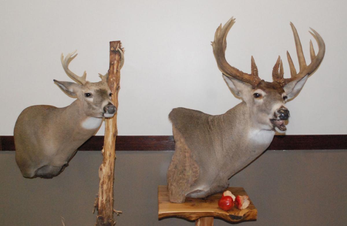 Taxidermy Convention Coming To Columbus Recreation