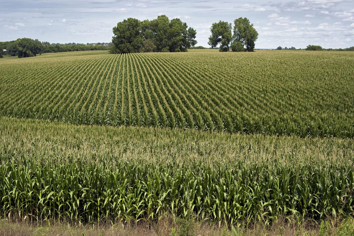 Nebraska Corn