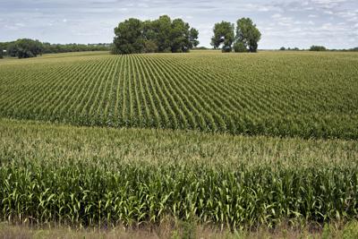 Nebraska Corn