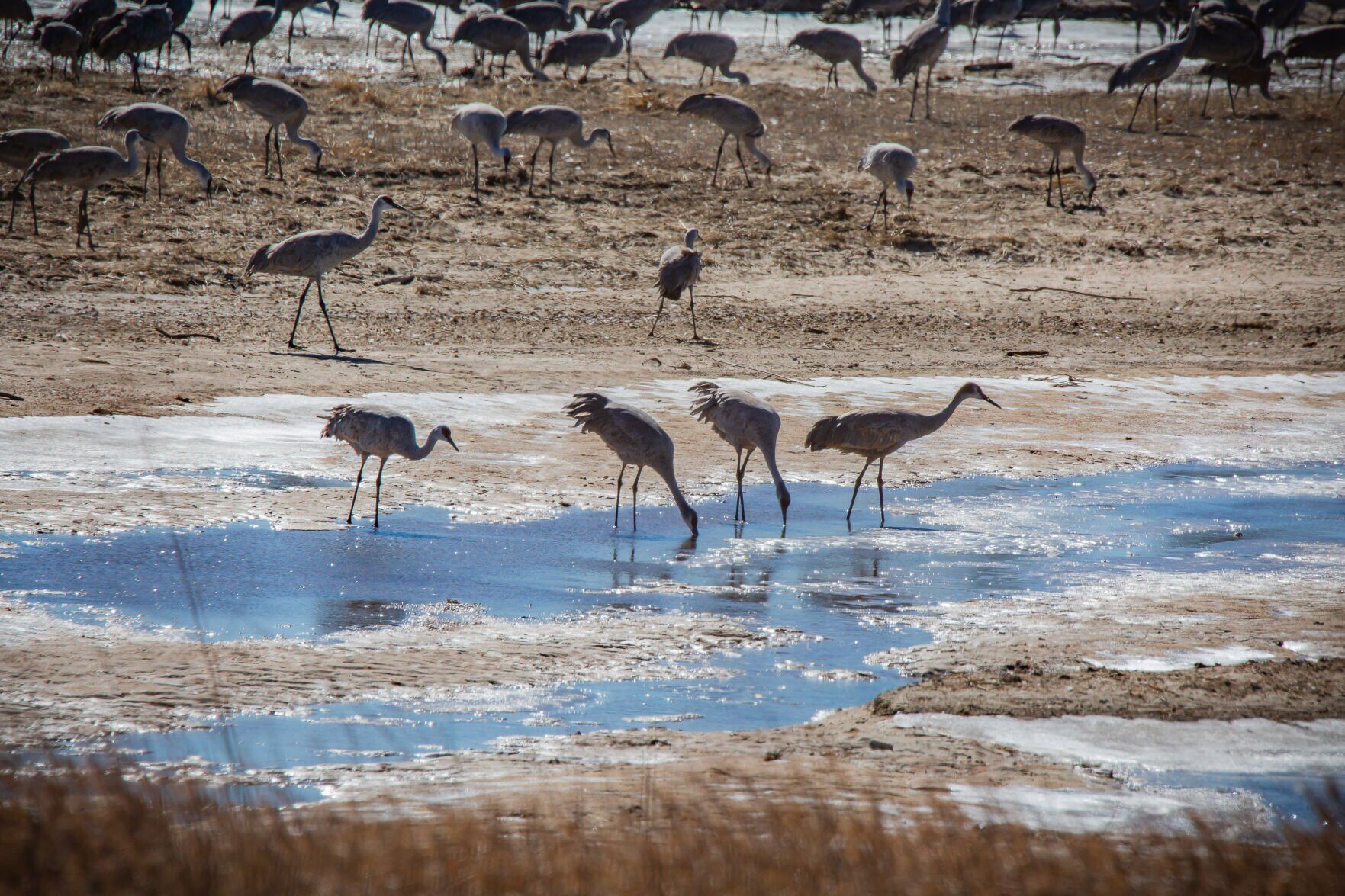 Even though it s February sandhill cranes are flowing into