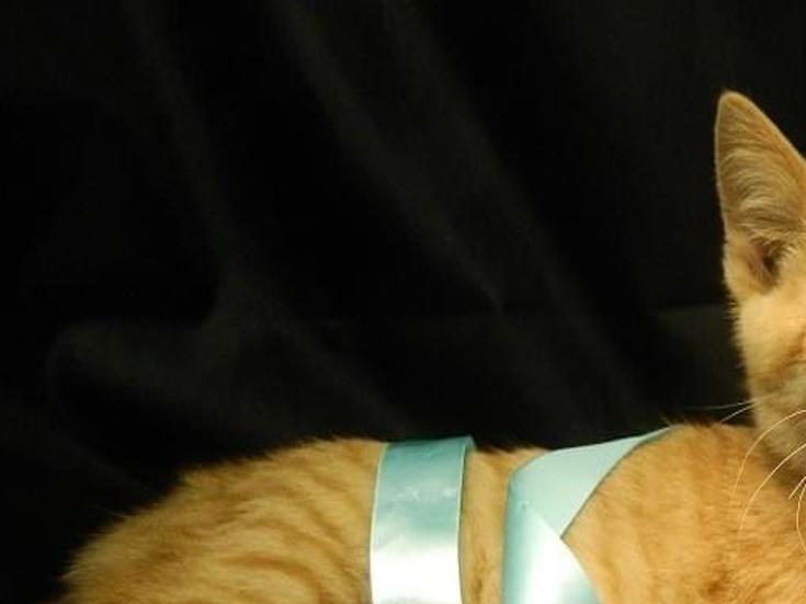 Paws And Claws Still Doing Adoptions Local Columbustelegram Com