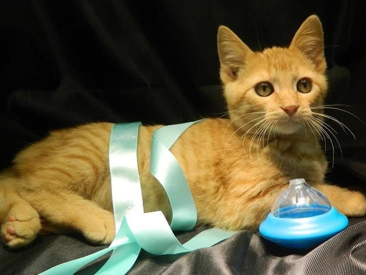 Paws And Claws Still Doing Adoptions Local Columbustelegram Com