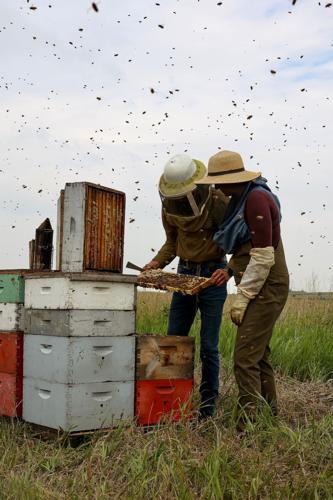 Suchans checking on the bees