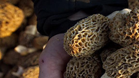 Morels 2022 Map