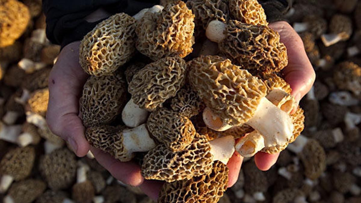 The Morel Of The Story Mushroom Season Has Begun Here Are The Do S And Don Ts Of Hunting State And Regional Columbustelegram Com Morels 2022 Map