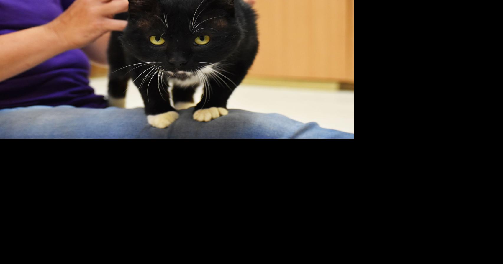 Pet of the Week - Timmy