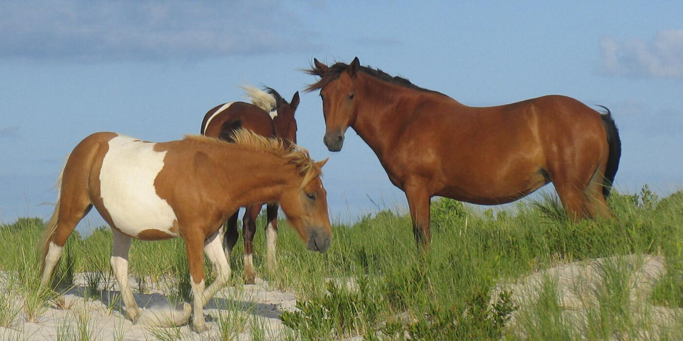 assateague island national seashore chincoteague va