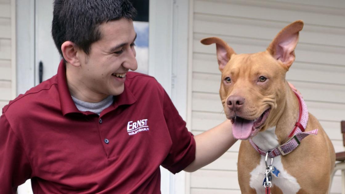 How to Introduce a Pitbull to A Small dog