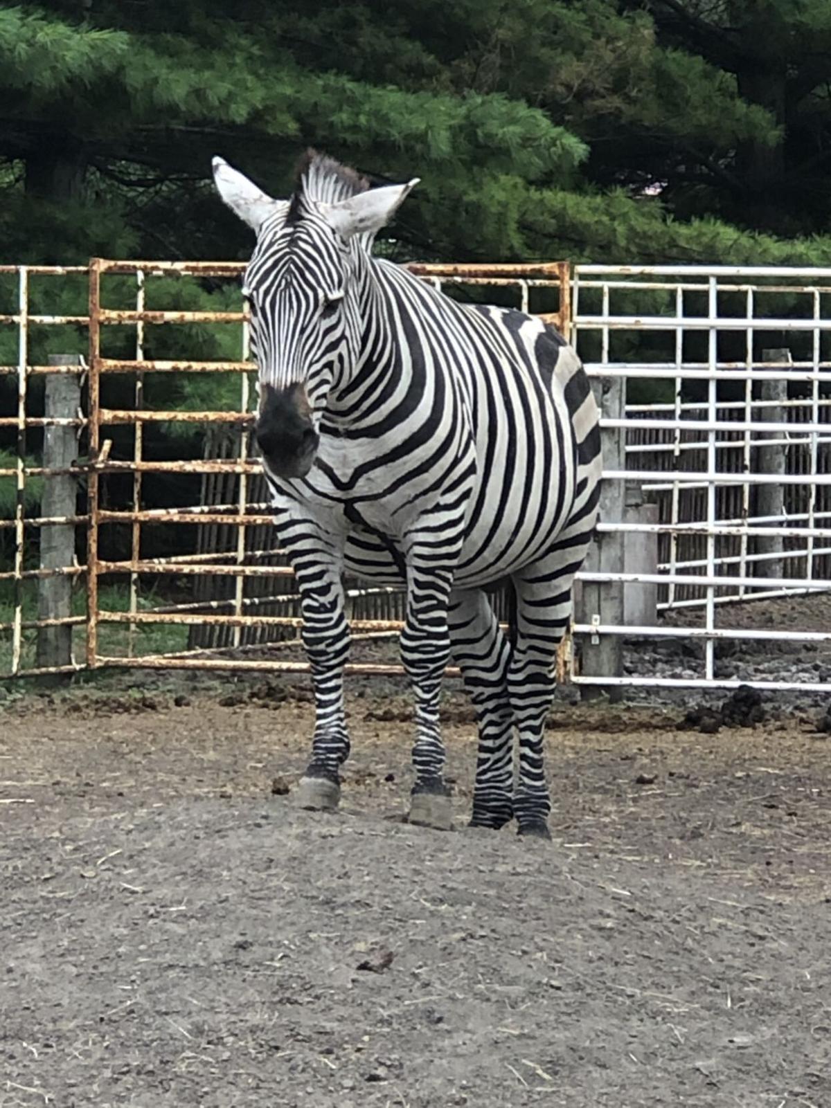 Dad zebra