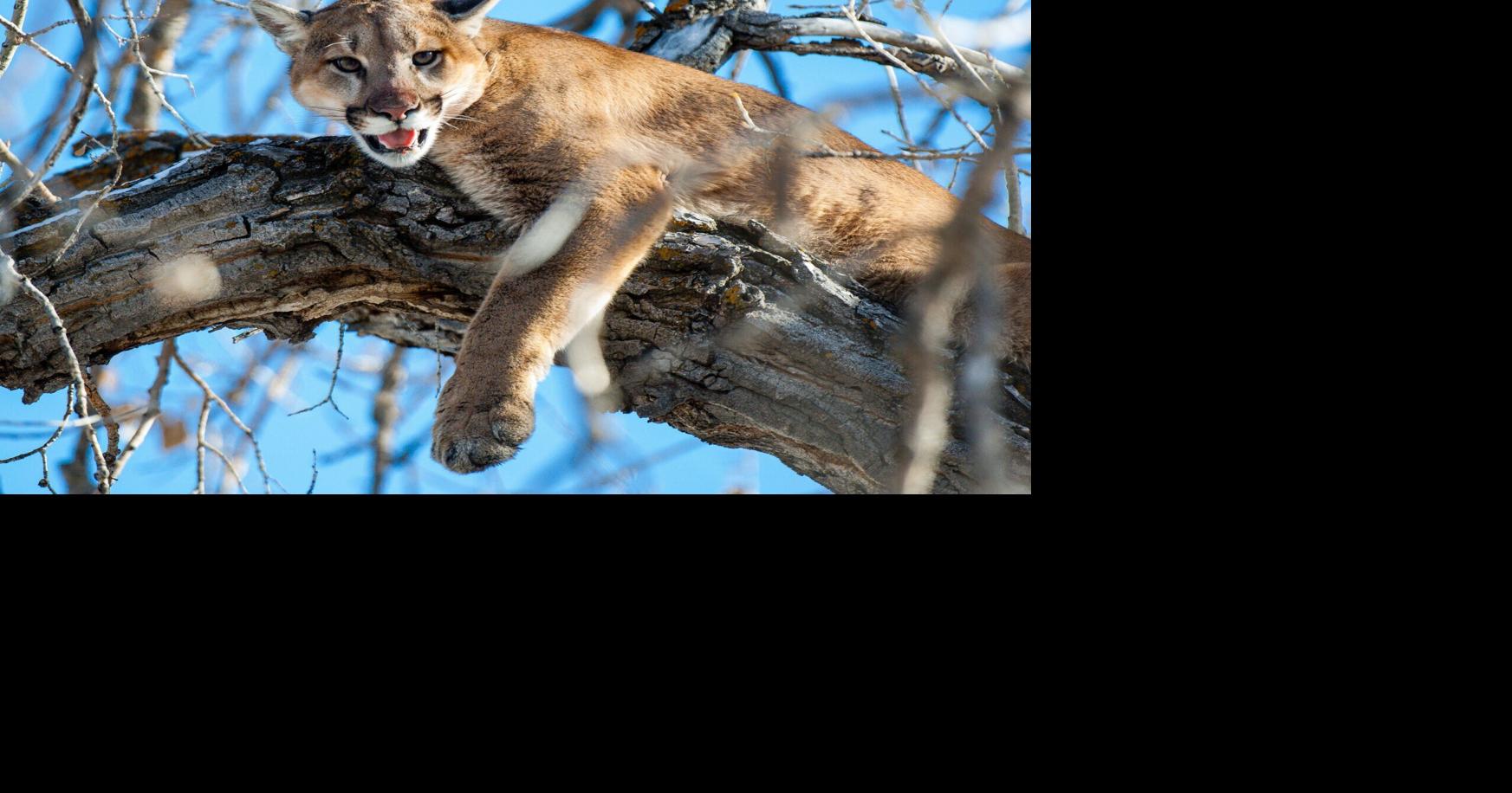 Nebraska raises limit on mountain lion hunting as some say encounters are more frequent