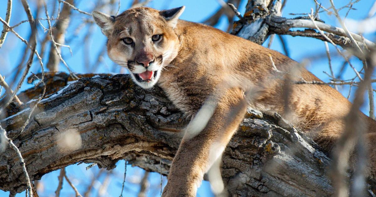 Nebraska raises limit on mountain lion hunting as some say encounters are more frequent