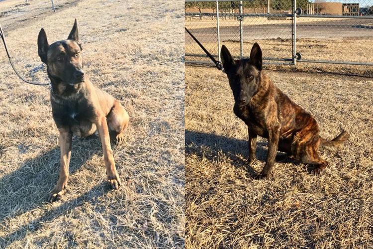 Two dogs join Nebraska State Patrol to detect drugs and more