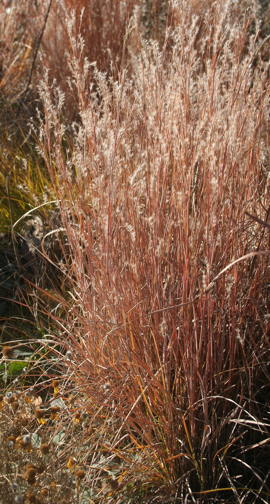 Little bluestem adds to your landscape