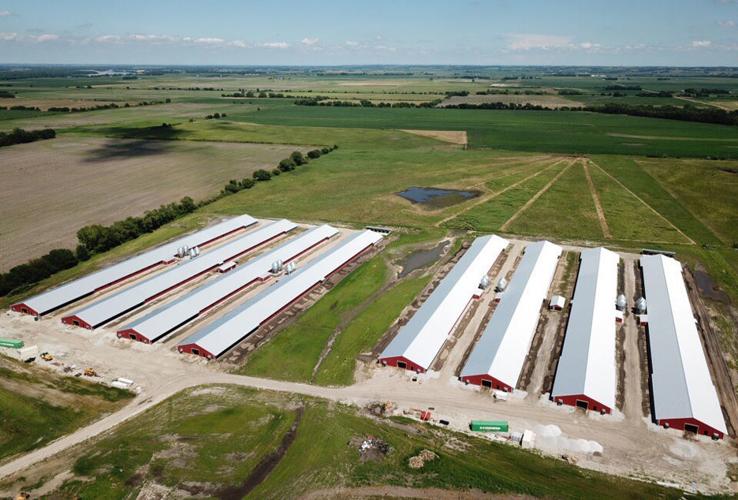 Chicken barns
