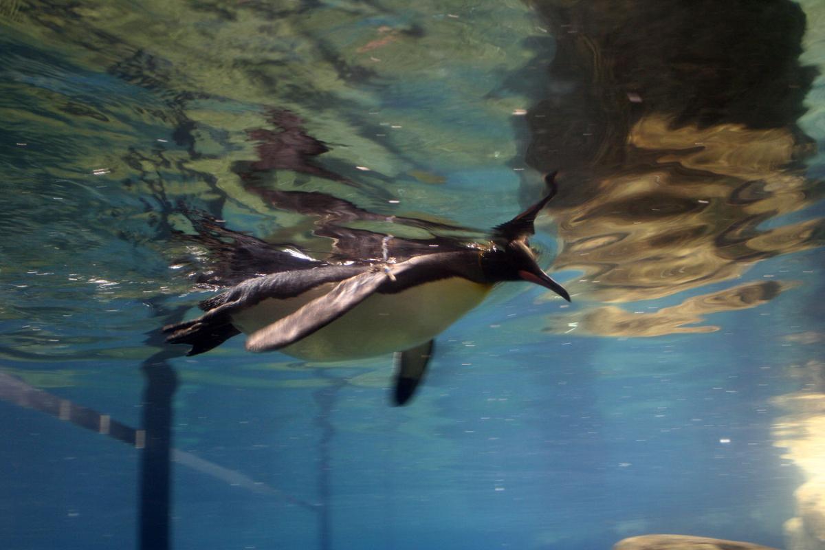 Daycation To Omaha S Henry Doorly Zoo And Aquarium National