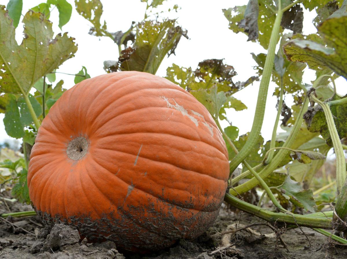 Pumpkin Patch Puts Visitors In Fall Spirit Local