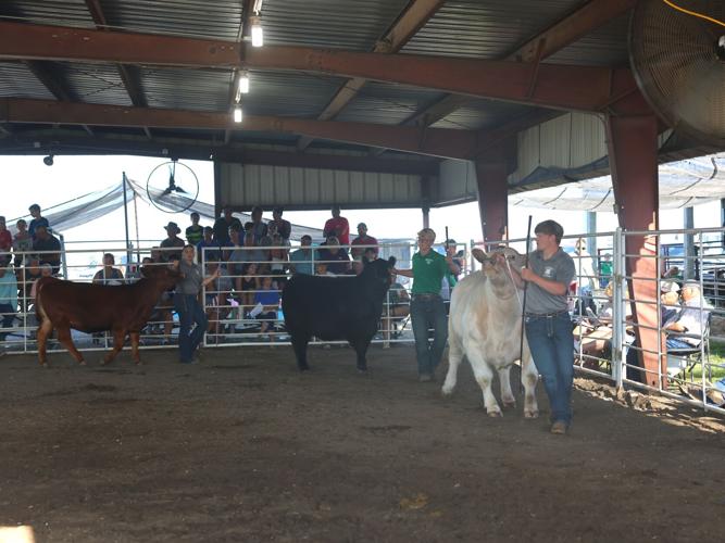 Intermediate beef showmanship