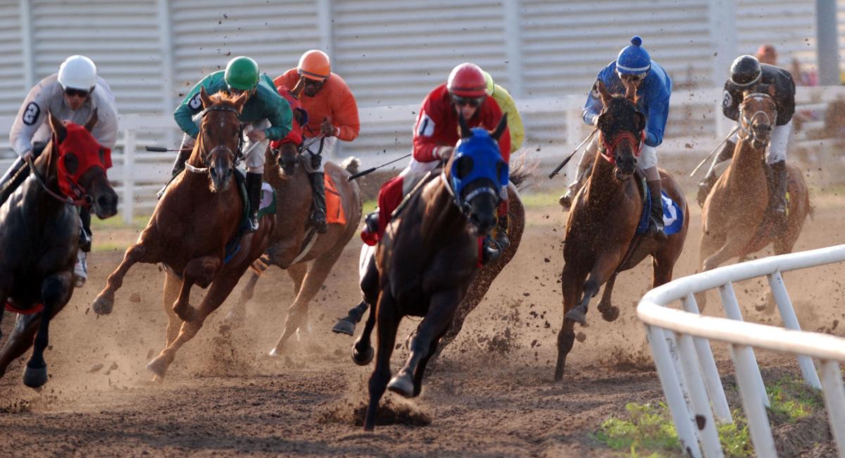 Horse Horse
