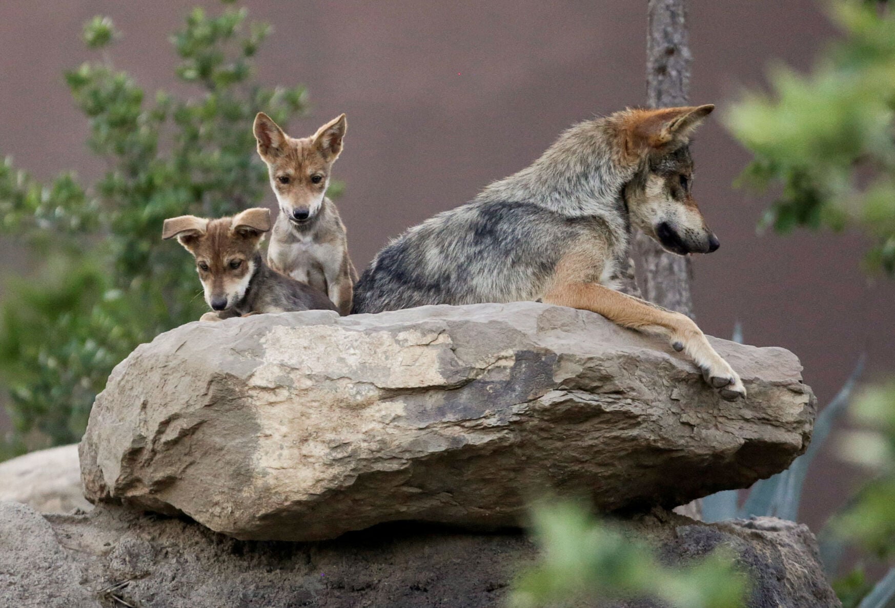 US border wall threatens wolves, conservationists say