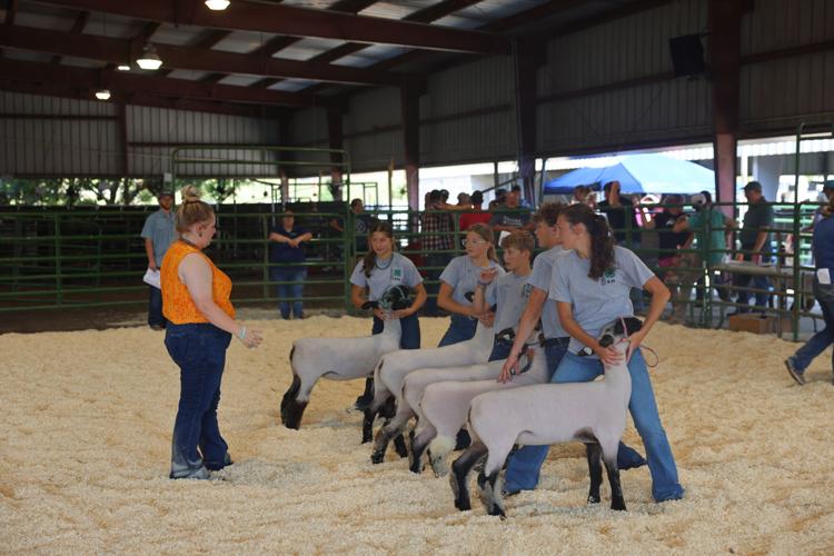 Sheep showmanship judging