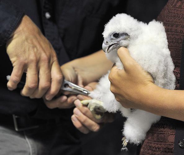 Nebraska Capitol falcons pull another surprise from their bag of tricks
