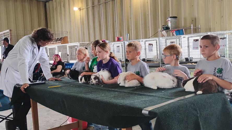 Rabbit show at 2025 Colfax County Fair