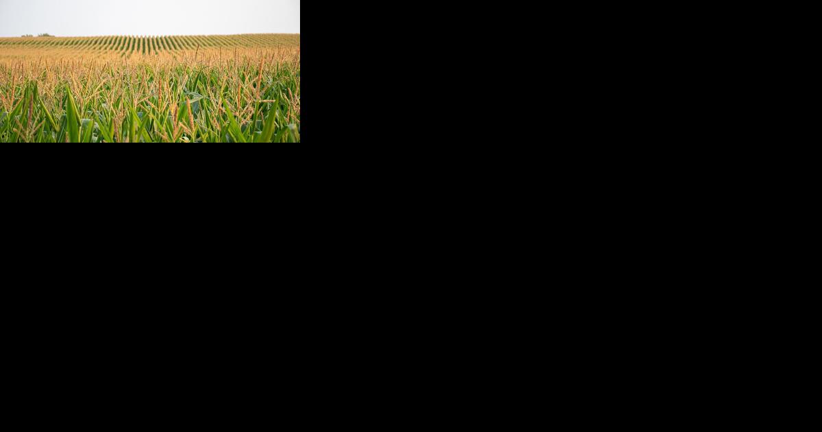 Nebraska Corn Board seeks candidates for vacancy - Vimarsana News