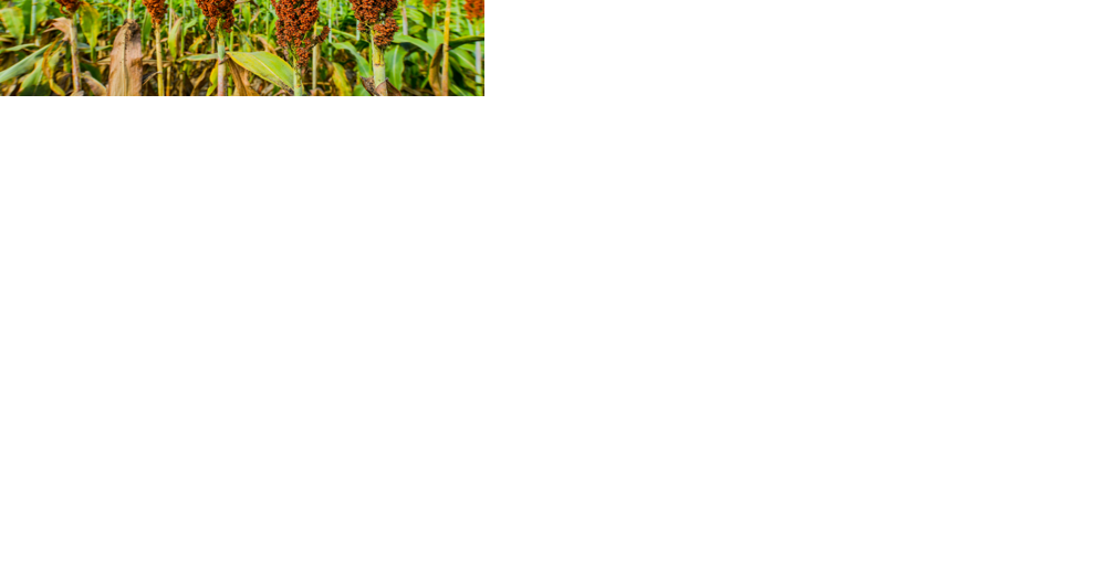 Nebraska Grain Sorghum Board seeks applicants for open seat - Vimarsana News