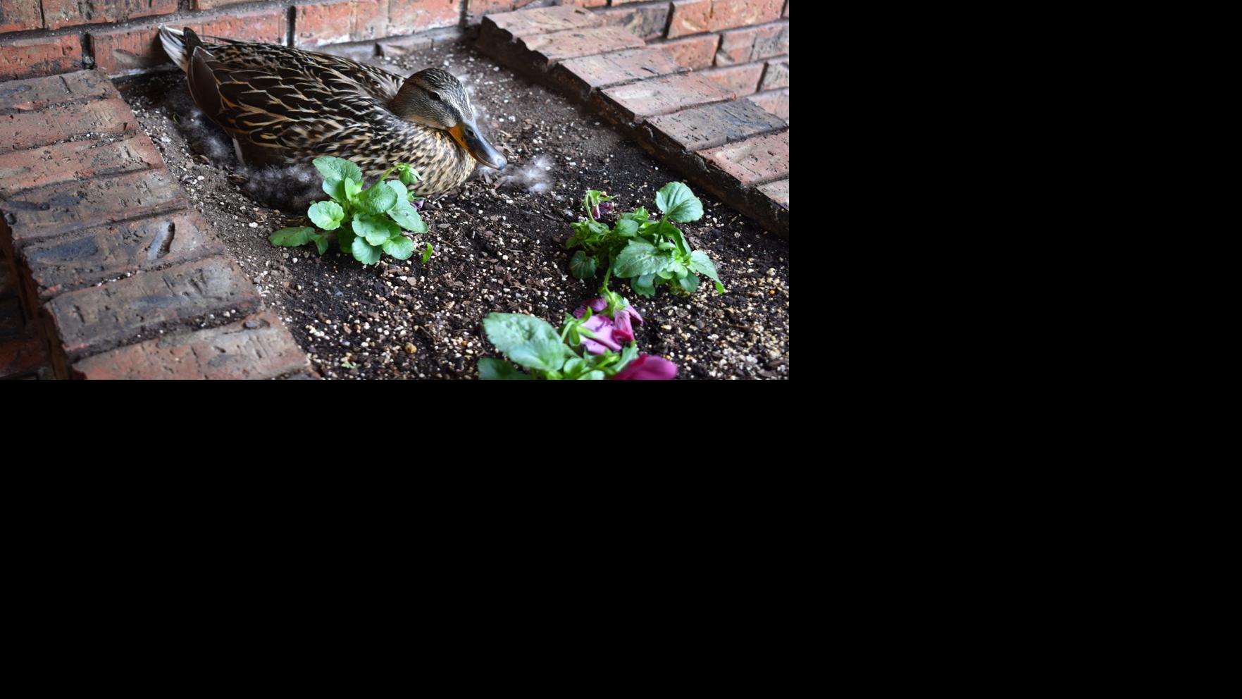 Family Of Ducks Made The Kennedys Yard Their Home Local Columbustelegram Com