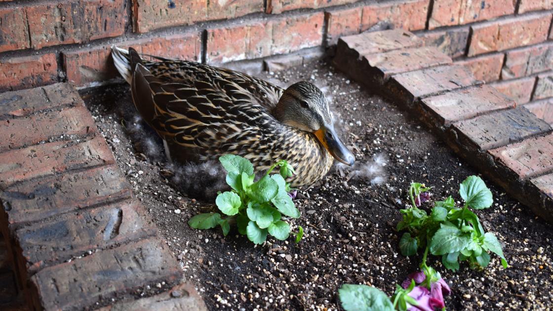 Family Of Ducks Made The Kennedys Yard Their Home Local Columbustelegram Com